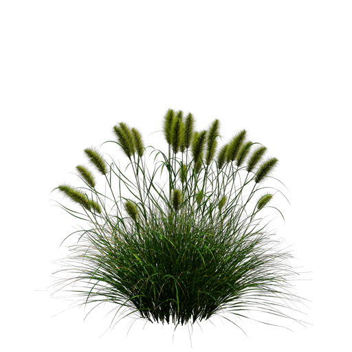 Chinese Fountain Grass 'Hameln'