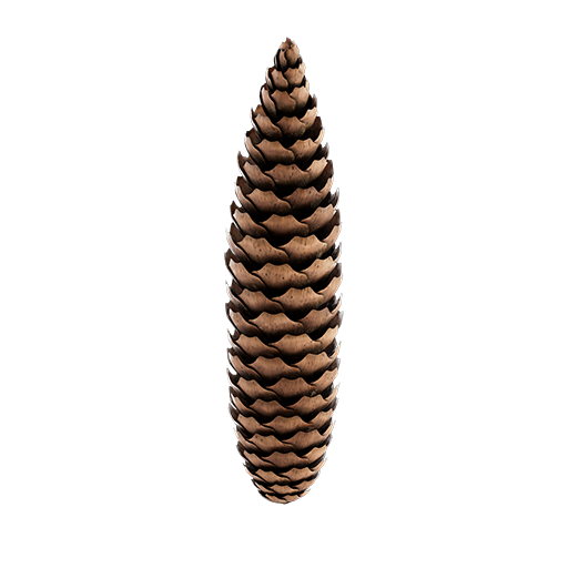 Spruce Cone 03
