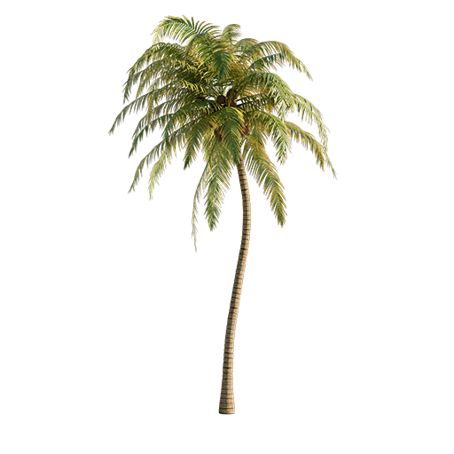 Coconut Palm Tree - 5.1 m
