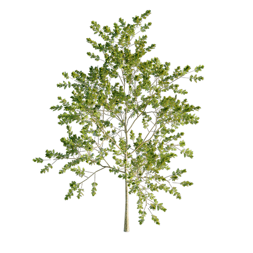 Ash Tree Young