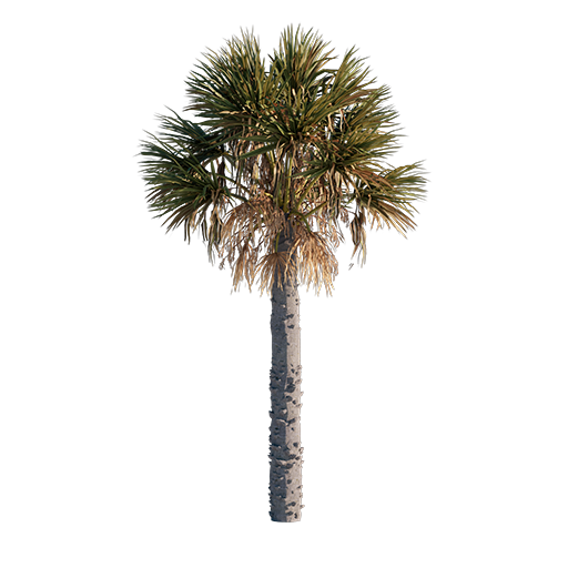 Palm Tree - Old