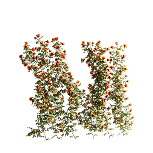 Roses - Wall - 1.44 m