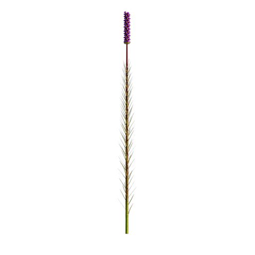 Liatris Spicata 02
