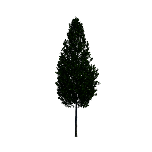 Pyramidal European Hornbeam