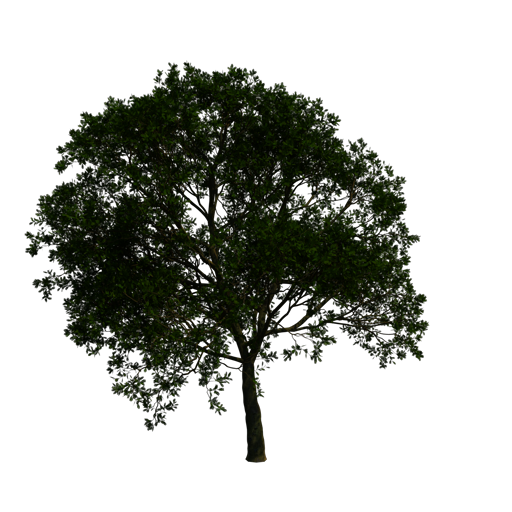 Honey Locust 'Sunburst'