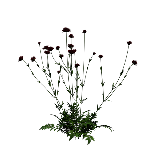 Macedonian Scabious