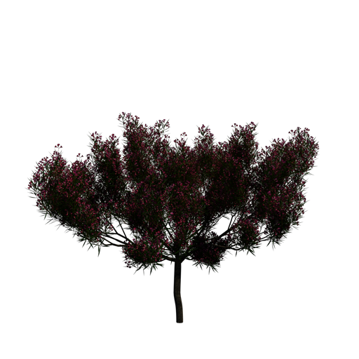 Burgundy Desert Willow