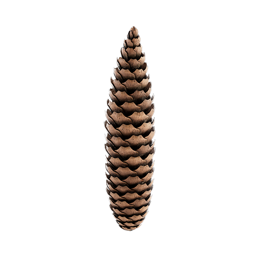 Spruce Cone 01