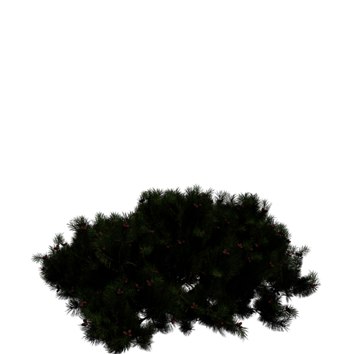 Dwarf Mountain Pine