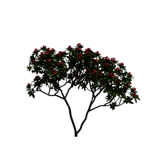 Red Frangipani