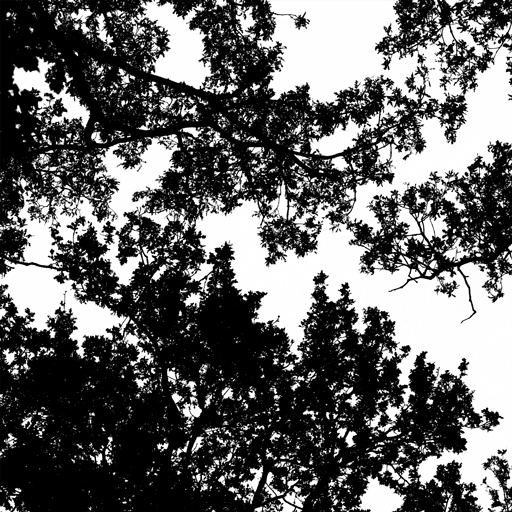 mxn_gobos_ext_tree_015_v01_srgb.png