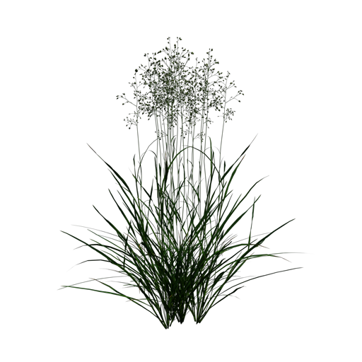 Common Quaking Grass