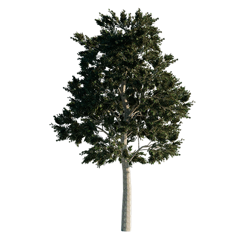 Ash Tree