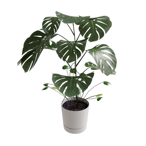 Monstera Deliciosa 02