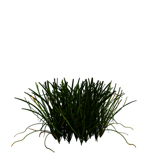 Cocksfoot 'Loke'