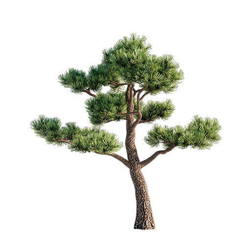 Bonsai Pine - 1.54 m