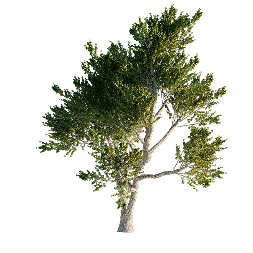 Hornbeam Tree