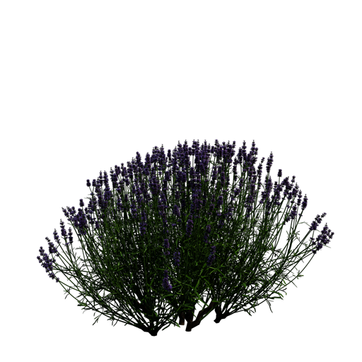 English Lavender 'Blue Scent'