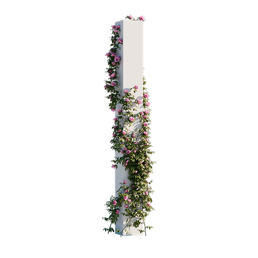 Roses - Climbing - 2.08 m 01
