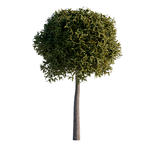 Willow - 2.5 m