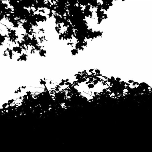 mxn_gobos_ext_bush_blackberry_strip_002_v01_srgb.png