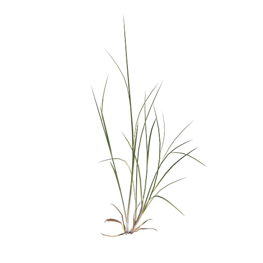 Grass 02 - Wild