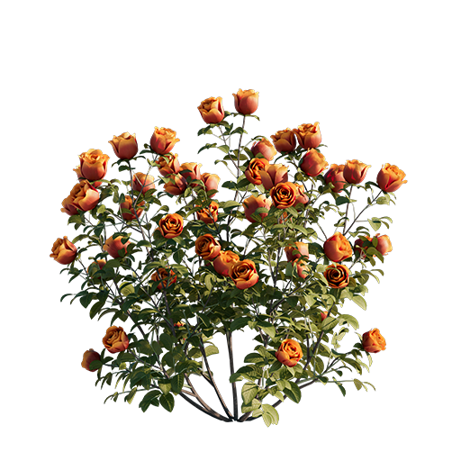 Roses - Orange - 0.42 m
