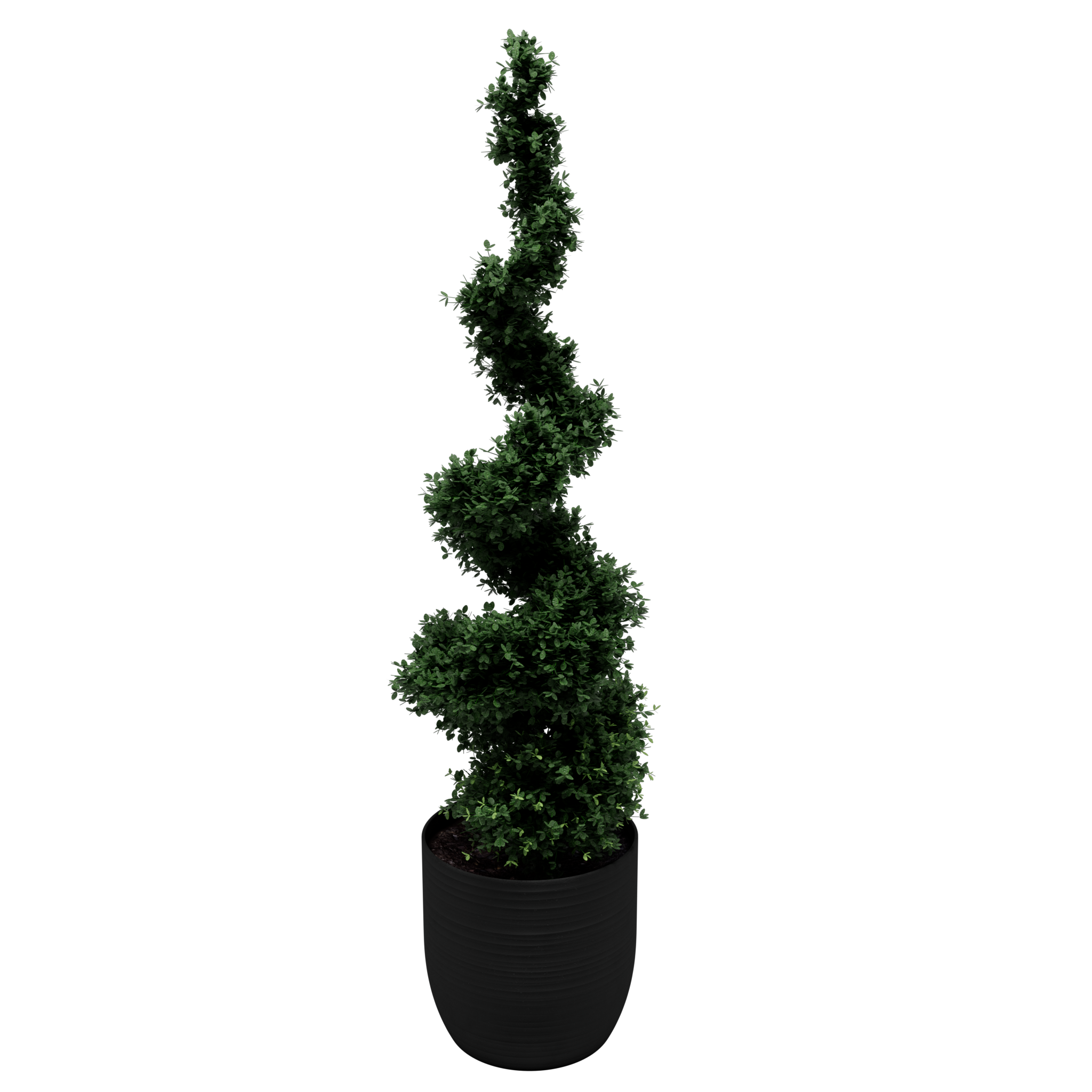 Boxwood 02