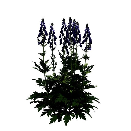 Carmichael's Monkshood 'Arendsii'
