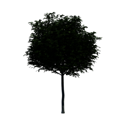 Globe Robinia