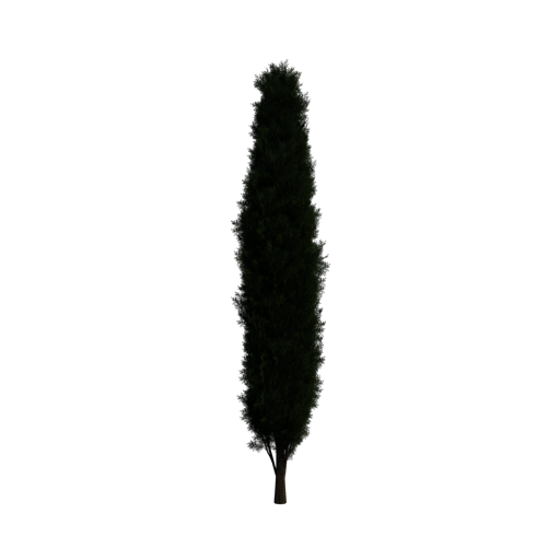 Mediterranean Cypress