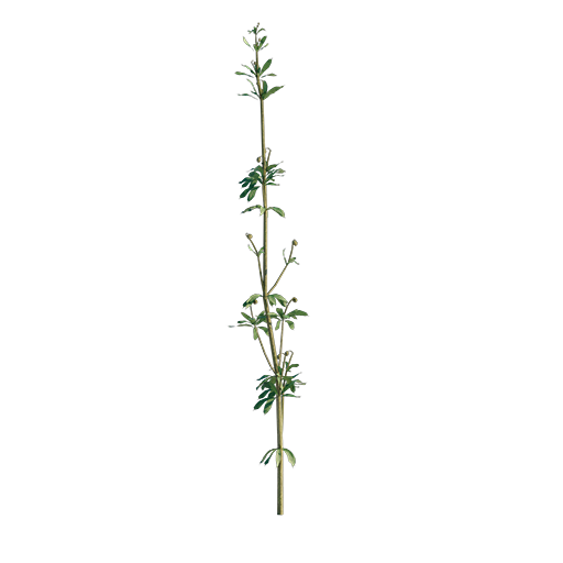 Cleavers - Galium Aparine 02