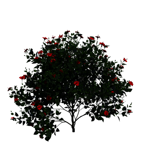 Chinese Hibiscus