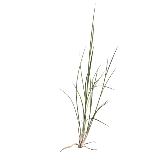 Grass 01 - Wild