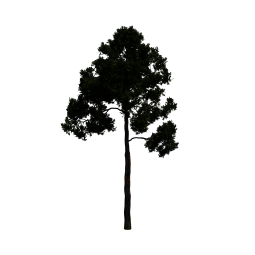 Scots Pine