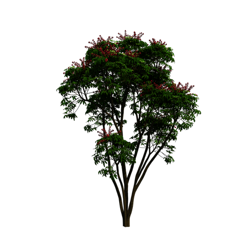 Umbrella Tree