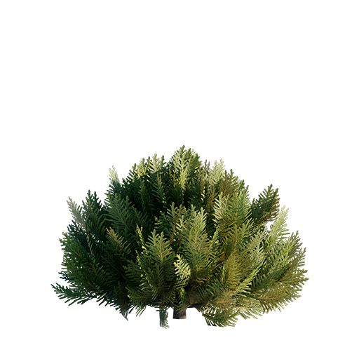 Thuja - 0.78 m