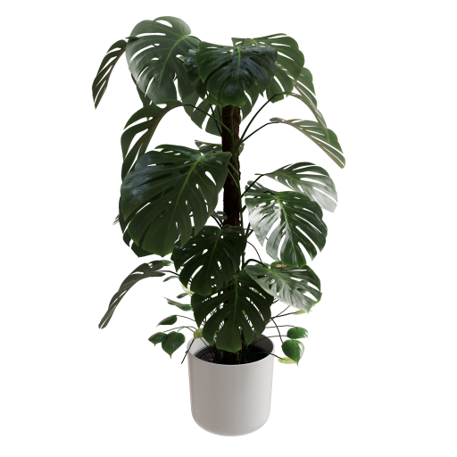 Monstera Deliciosa 01