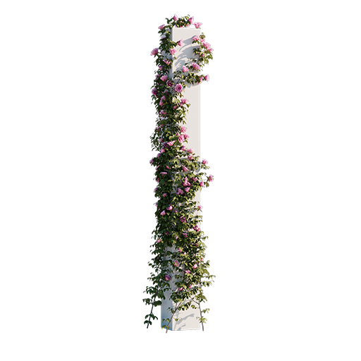 Roses - Climbing - 2.08 m 02
