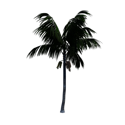Kentia Palm