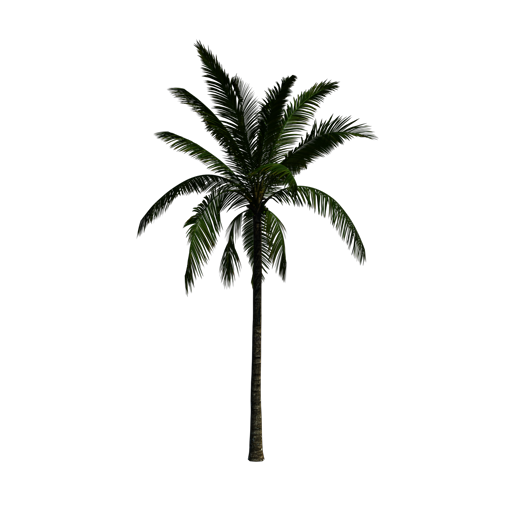 Coconut Palm