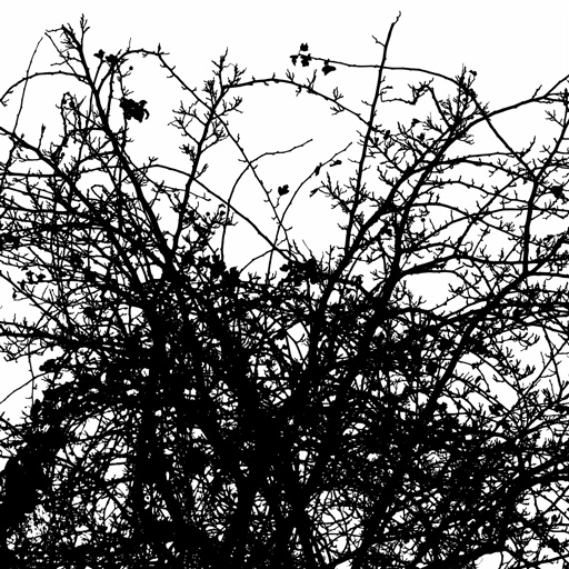 mxn_gobos_ext_tree_hawthorn_001_v01_srgb.png