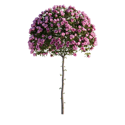 Roses - Pink - 1.33 m