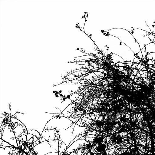 mxn_gobos_ext_tree_hawthorn_002_v01_srgb.png