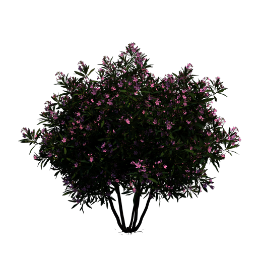 Oleander
