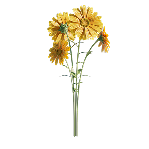 Daisies