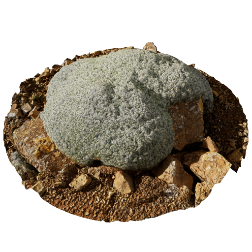 Moss 01